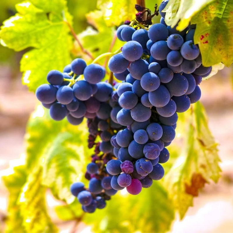 🍇 Mediterranean Grapes: The Sun, the Soil, and the Sea in Every Glass