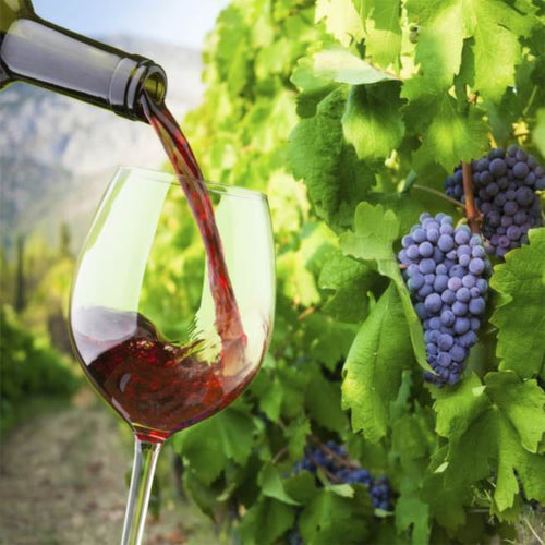 Discover the Unique Grapes of Greece: A Journey Through Indigenous Flavours